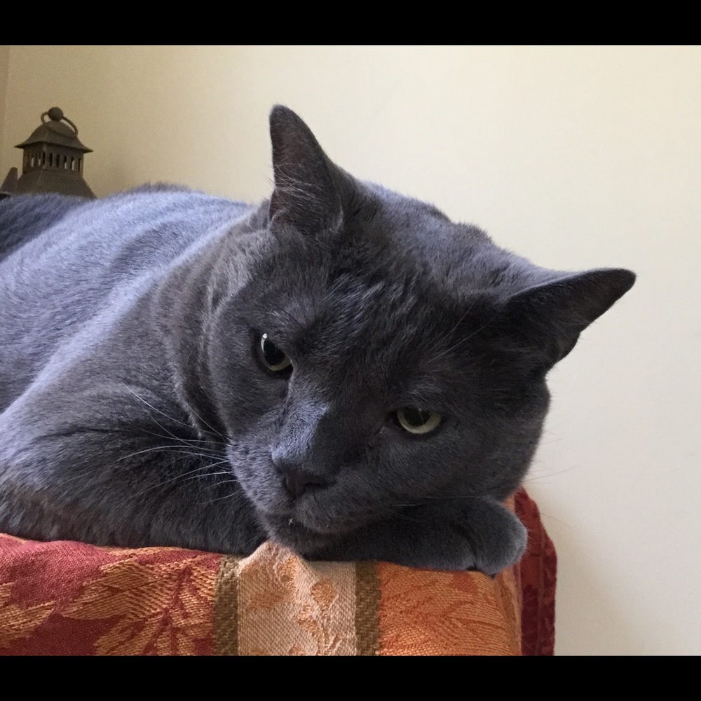 Meet your Posher, Raven